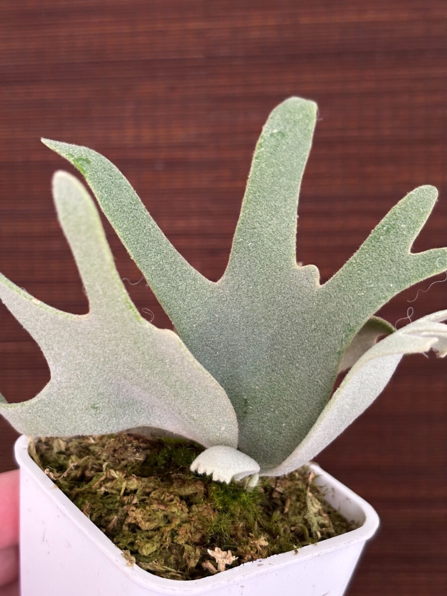 ︎︎︎︎☑︎ P.willinckii Jade Girl Sp ♯1 ビカクシダ 脇芽 ︎︎︎︎☑︎ P.willinckii Jade Girl Sp ♯1 ビカクシダ 脇芽