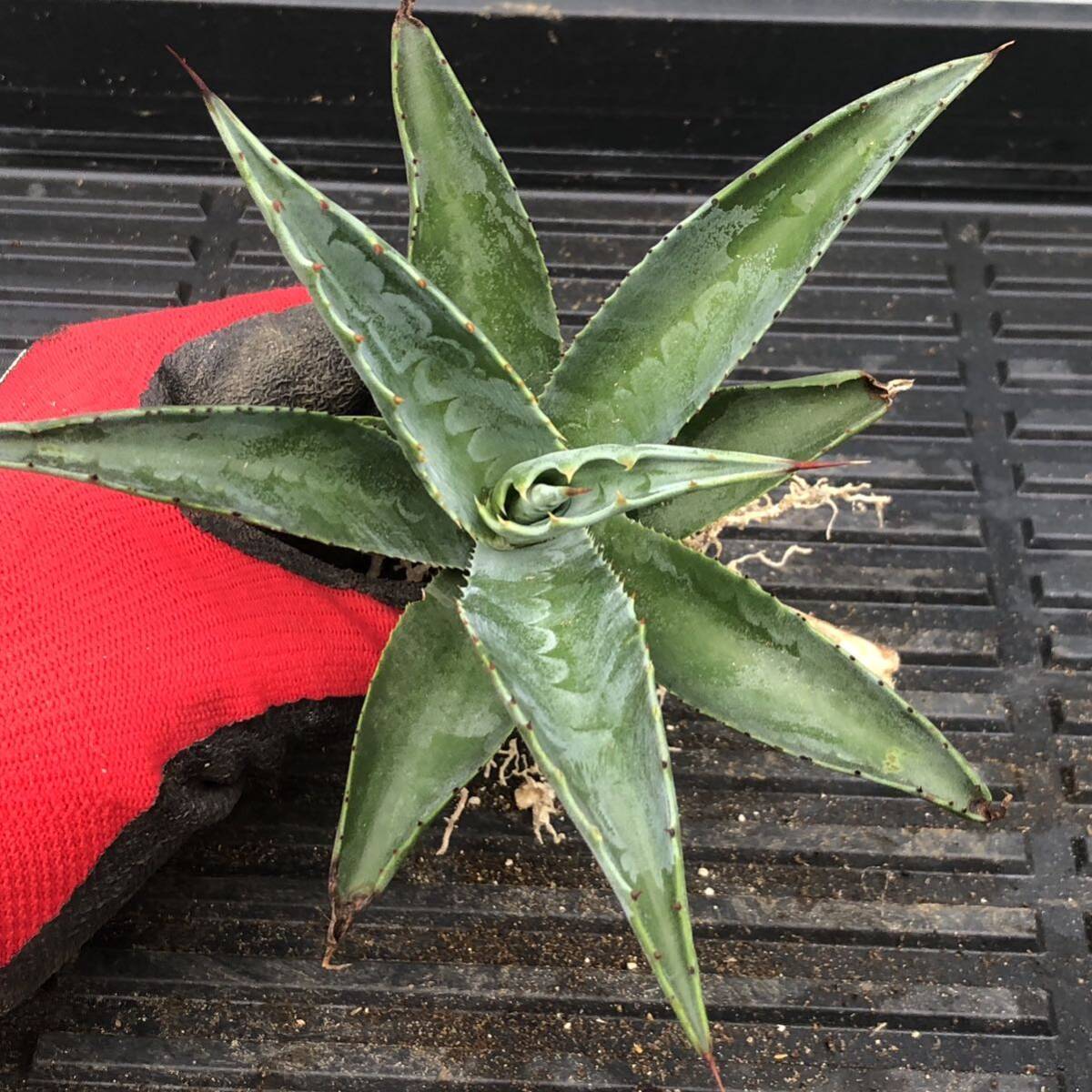 アガベ　ローガンカルフォーン アガベ ローガンカルホーン 目立った傷や汚れなし】【712】アガベ