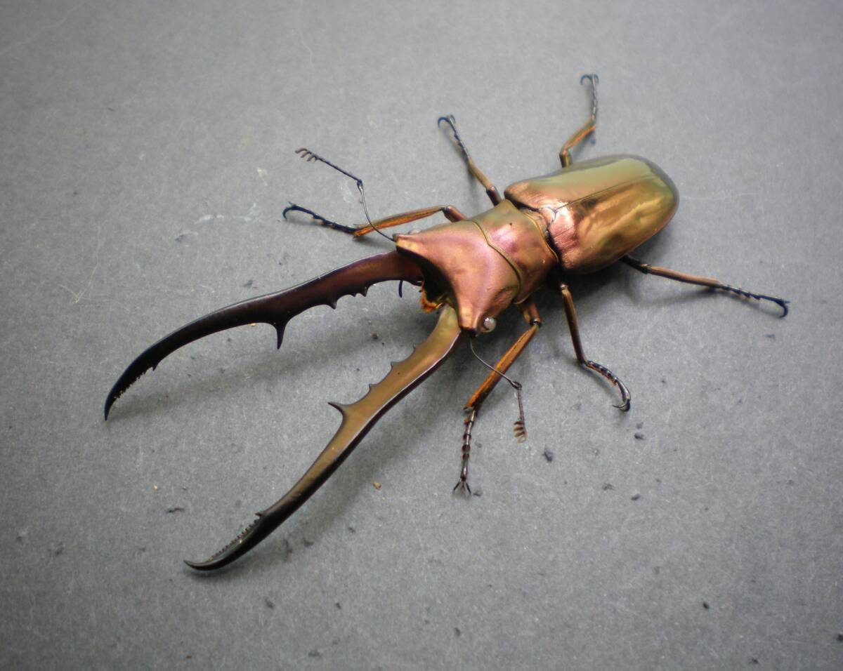 【特大標本】メタリフェルホソアカ亜種フィナエ ブリード個体94㍉ 特大標本】メタリフェルホソアカ亜種フィナエ ブリード個体94