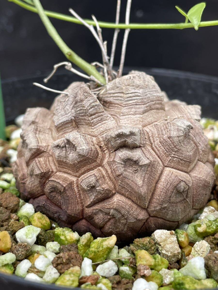 亀甲竜 アフリカ 実生選抜株 鉢のまま発送 101 めざまし 