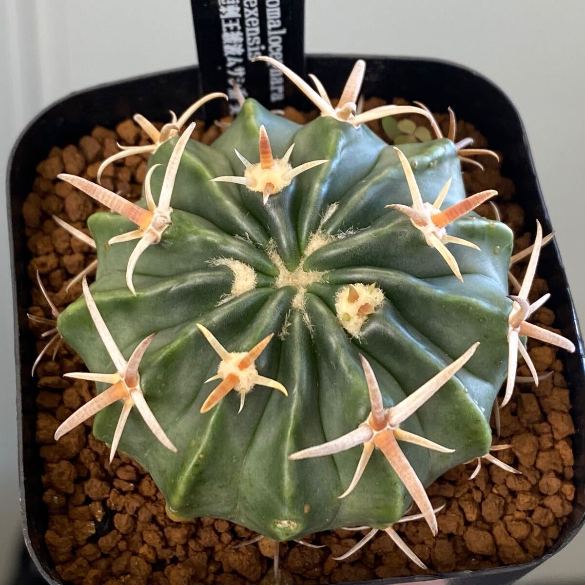 サボテン・多肉植物＞ 狂刺綾波