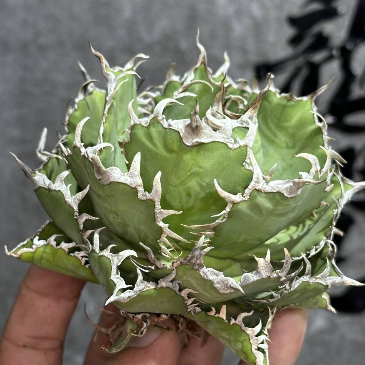 多肉植物 アガベ チタノタ 魔丸 大株 極上美株 発根済