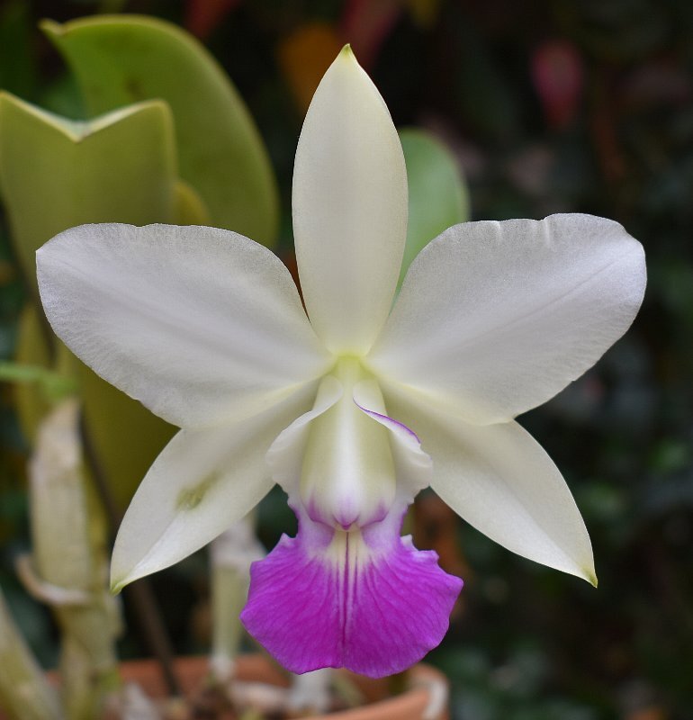 洋蘭原種 カトレア walkeriana ラベロイド CP苗 洋蘭原種 カトレア