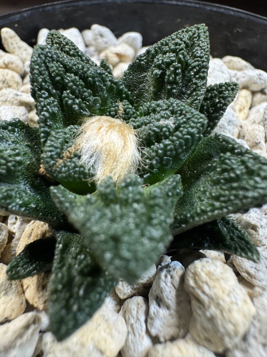 サボテン② アリオカルプス 三角牡丹 実生