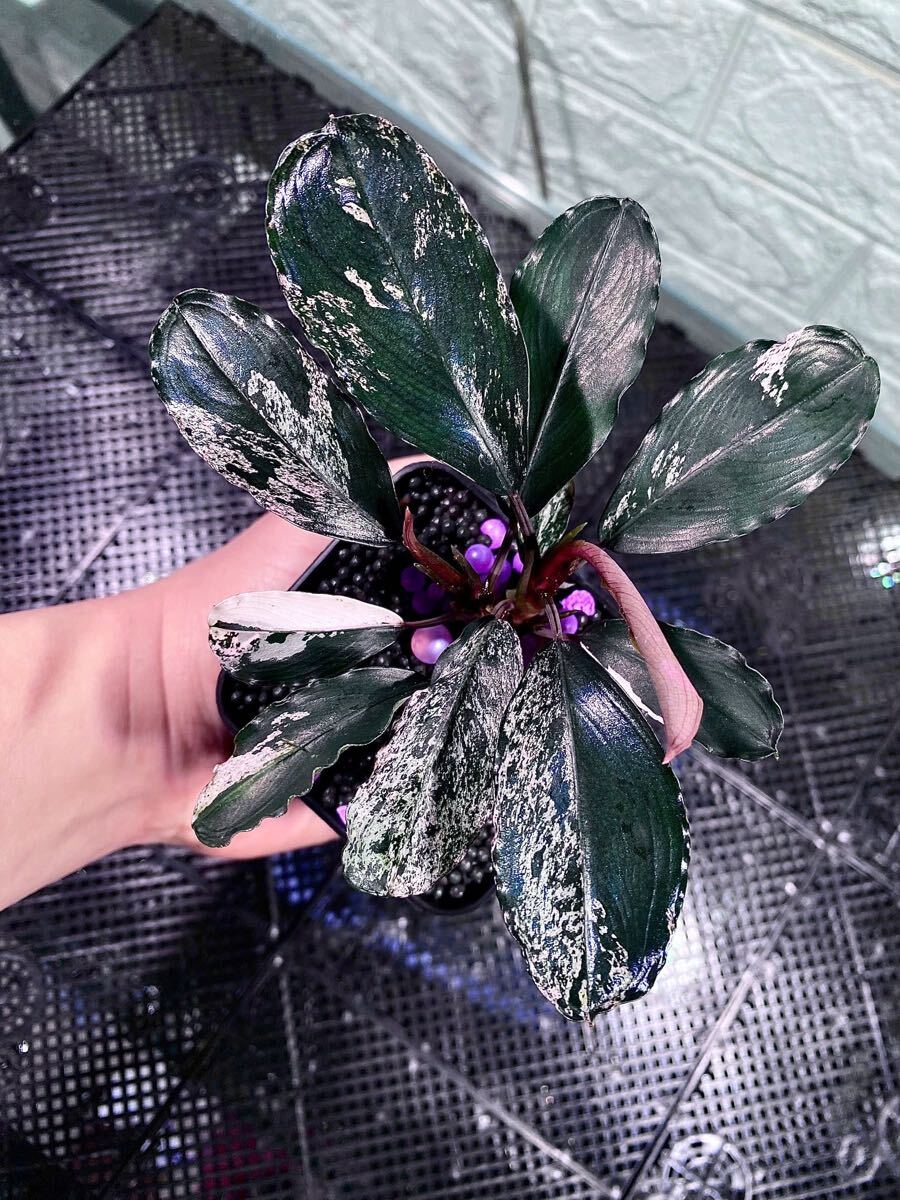 Bucephalandra sp.Blue melon ブルーメロン JB ブセファランドラsp