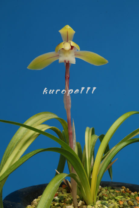 春蘭　韓国春蘭　日本春蘭　観月の宴No.1 春蘭 韓国春蘭 日本春蘭 観月の宴No.1