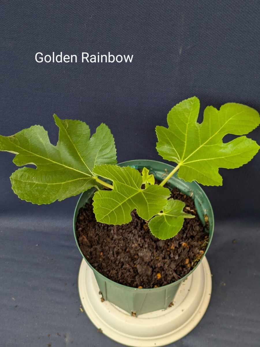 Golden Rainboイチジク穂木2本 イチジク Golden Rainbow の穂木