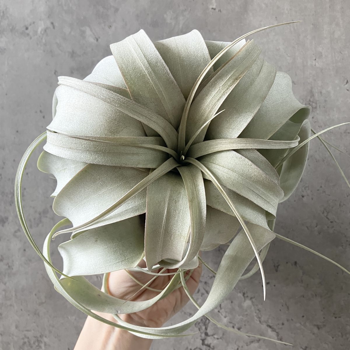 T2499】巨大！！ アエラントス ベルゲリ ハイブリッド クランプ エア