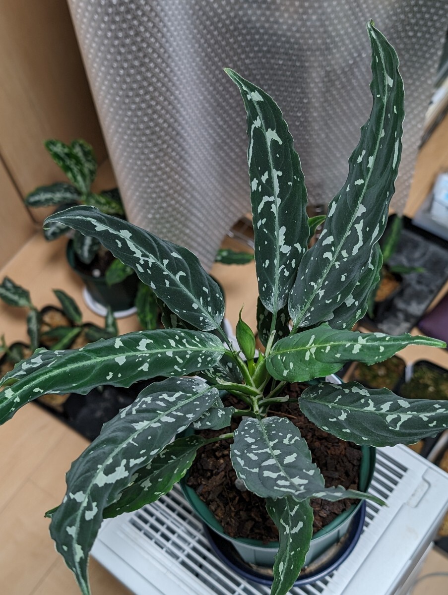 新品】【LA便ネームド】◇Aglaonema pictum A “雷切”【LA0914