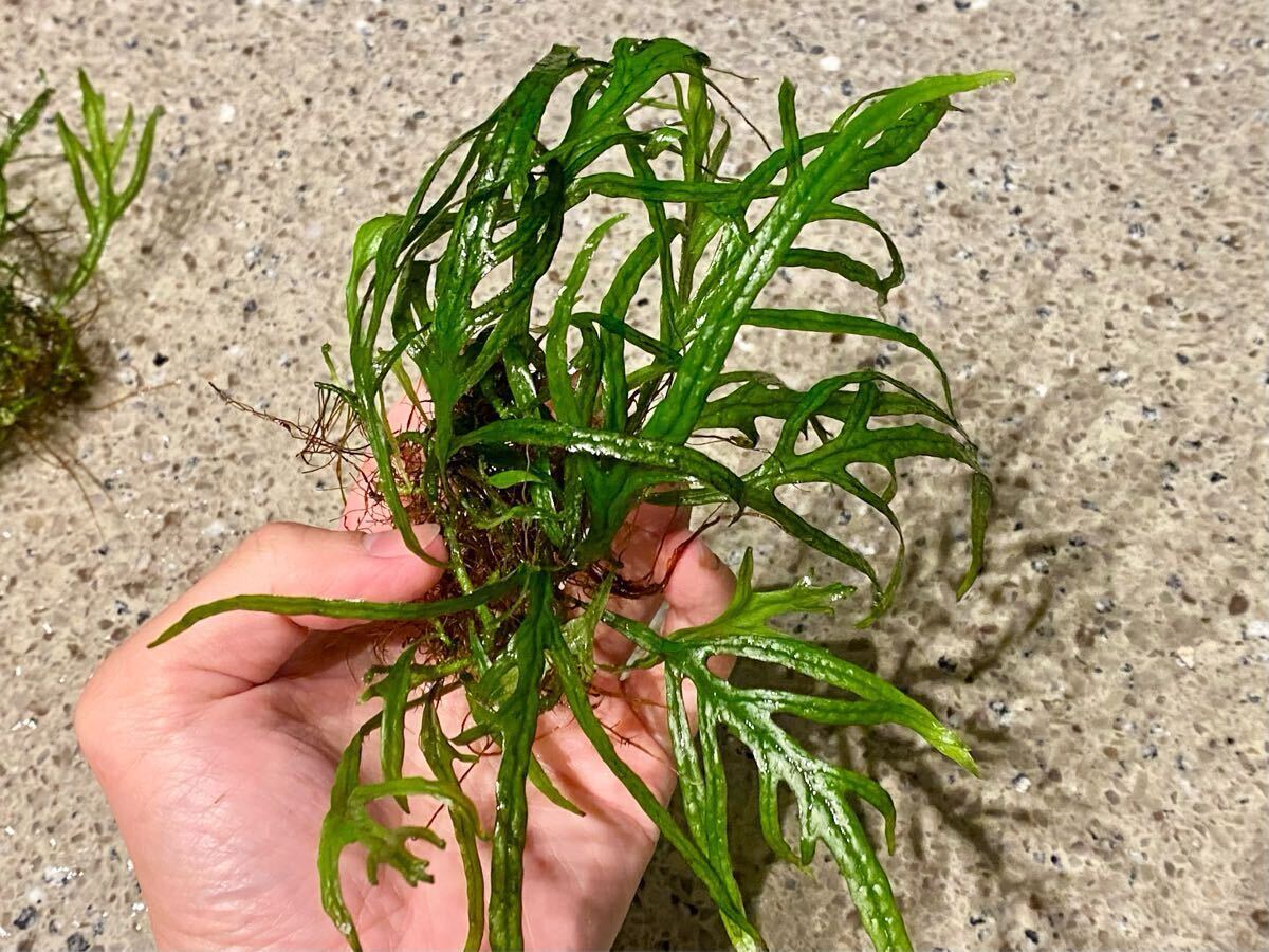 ミクロソリウム トライデント ADA流木活着 特大 NATURE IN THE GLASS