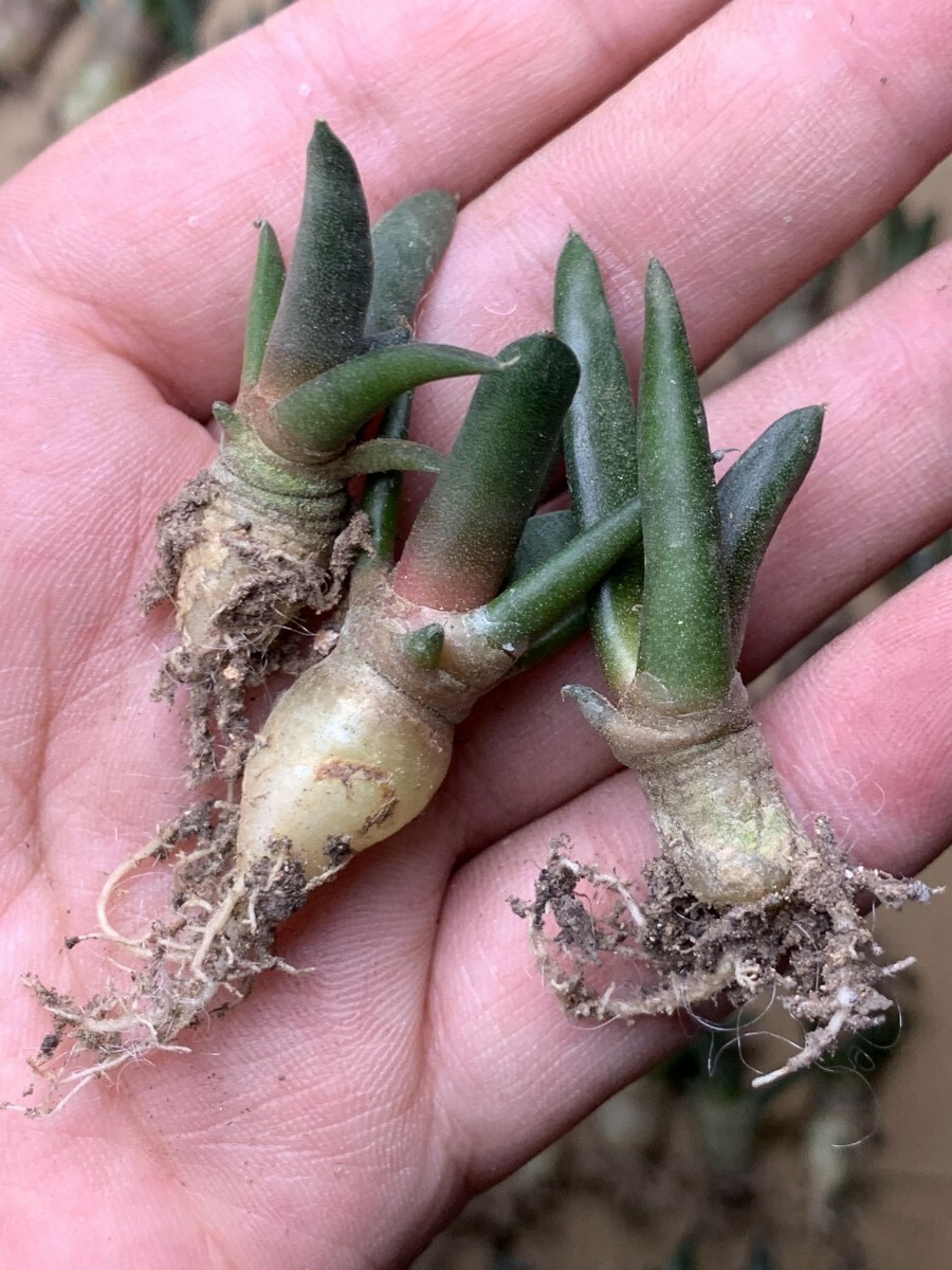 PW》サボテン アリオカルプス“亀甲牡丹 ヒントニー”実生 多肉植物