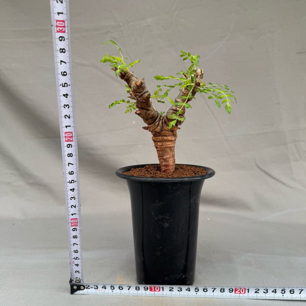 Boswellia elongata ボスウェリア・エロンガータ 挿し木 秘境 ソコトラ