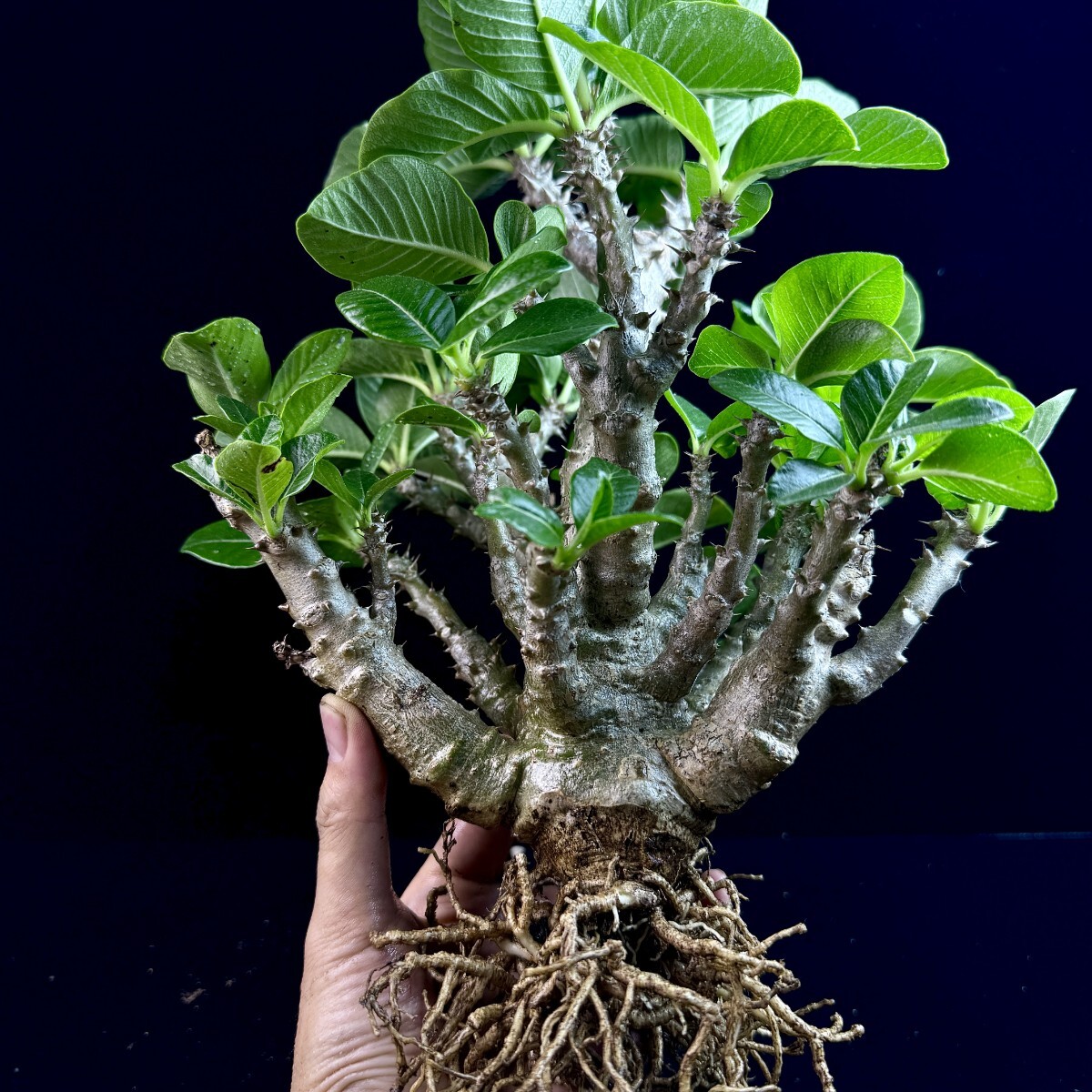 2025年5〜6月採取種子 パキポディウム ウィンゾリー 種子 粒 国内実生 2025年5〜6月採取種子 パキポディウム ウィンゾリー 種子 20粒 国内