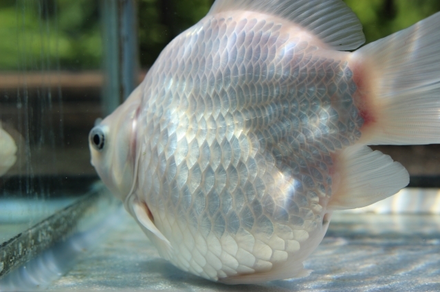 【欠点あり】 玉サバ 2歳（平成30） 画像の1匹 透明鱗 短尾（ショートテール） 発送日限定 動画2本 玉さば タマサバ たまさば 金魚