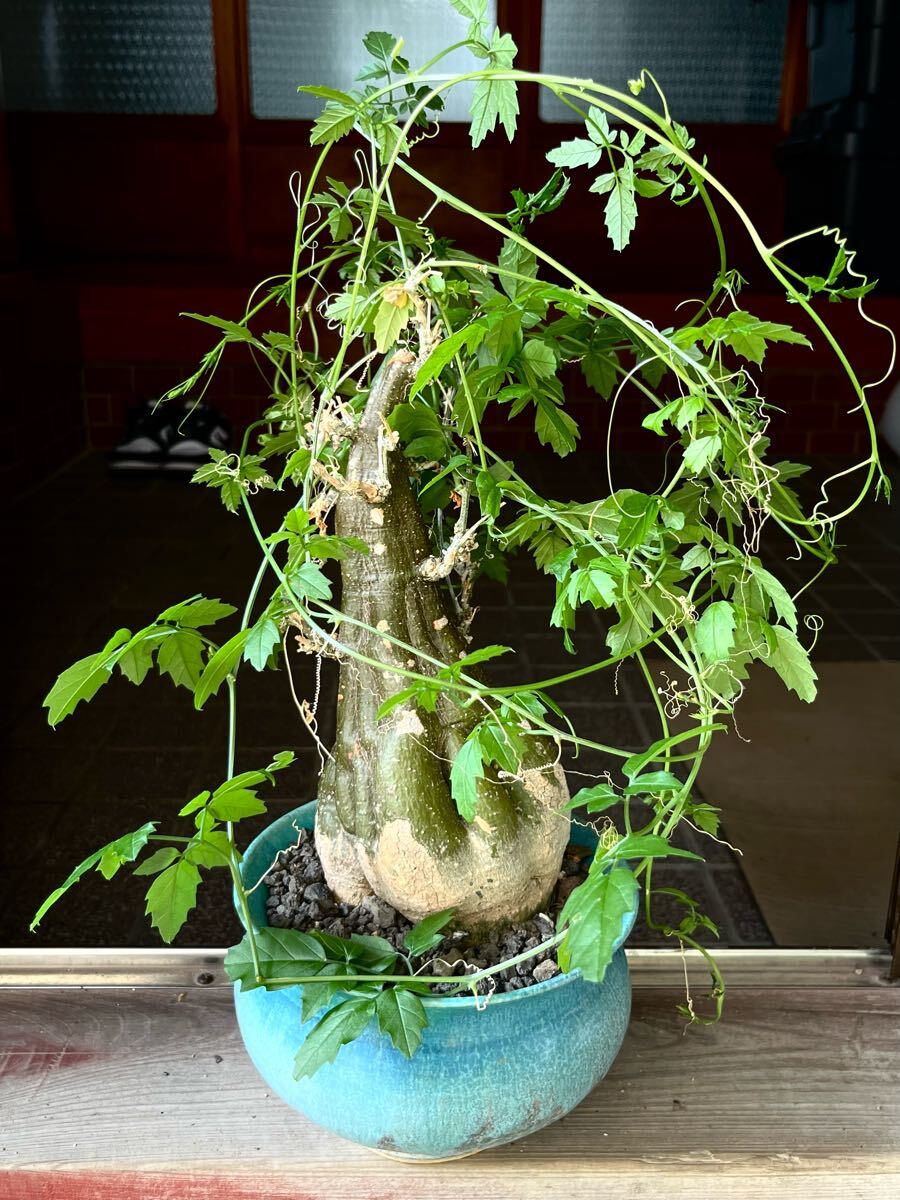 モモルディカ ボイビニー　希少？塊根植物 モモルディカ ボイビニー 希少？塊根植物 - メルカリ