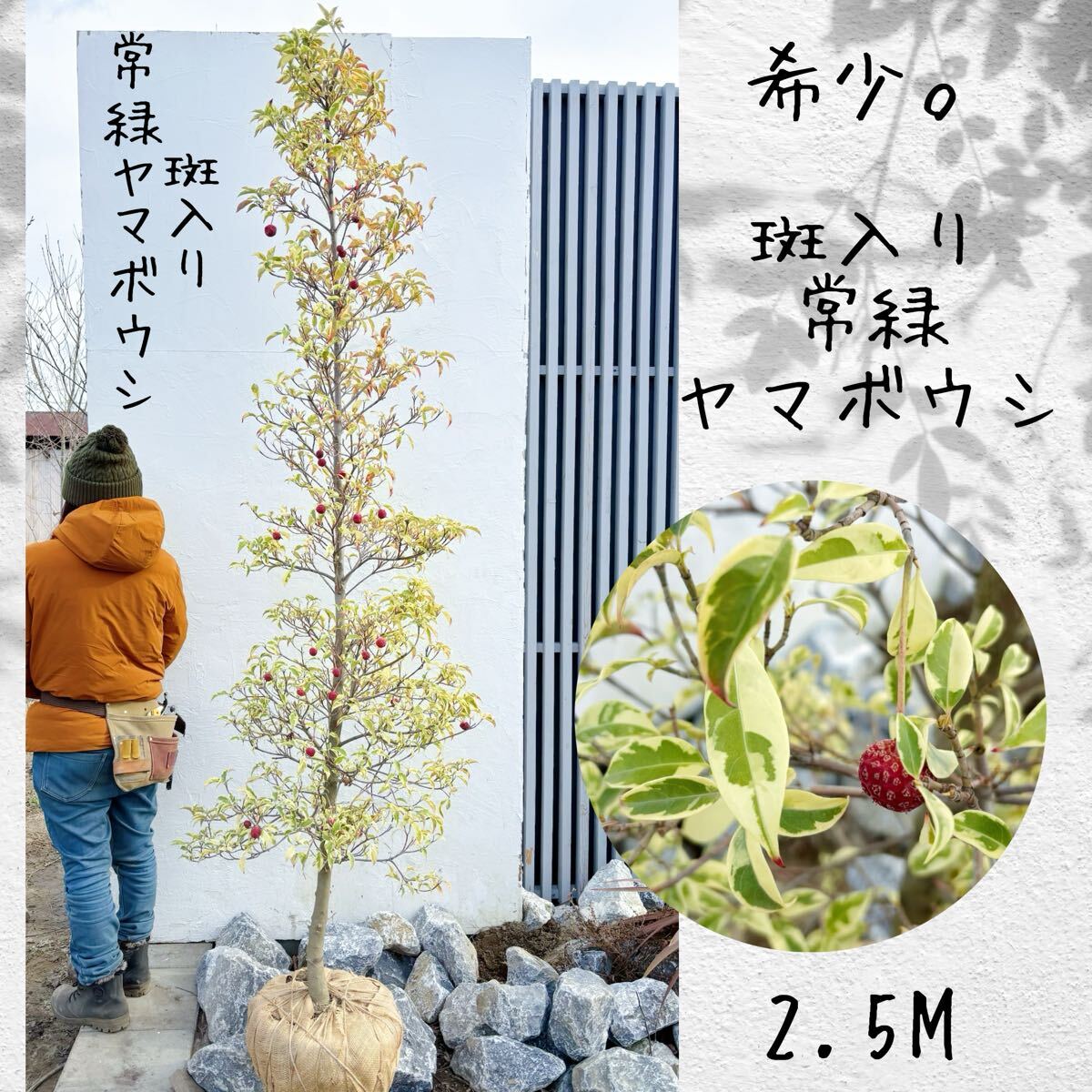 希少。斑入り常緑ヤマボウシ2.5M(鉢底から) 新品】希少 爽やかな斑入り葉 斑入り常緑ヤマボウシ 花芽いっぱい 2の