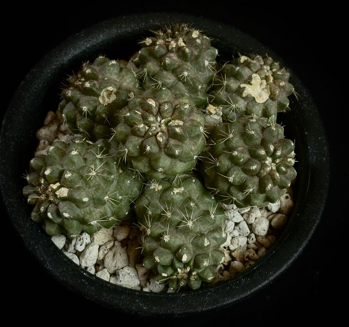 目立った傷や汚れなし】コピアポア マリテマ Copiapoa maritima