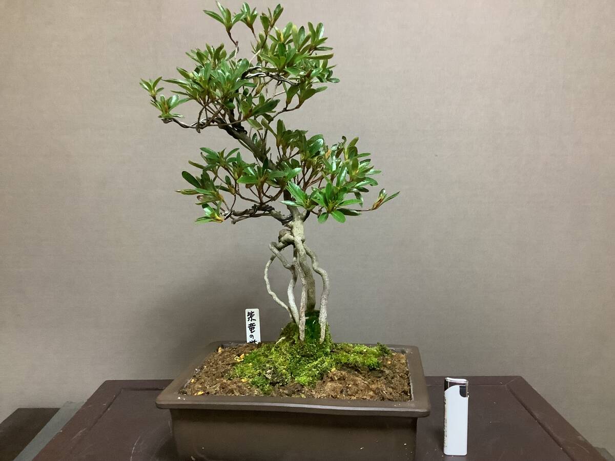 新品】【さつき屋】皐月盆栽 白玲 創作樹形 特選品の落札情報詳細