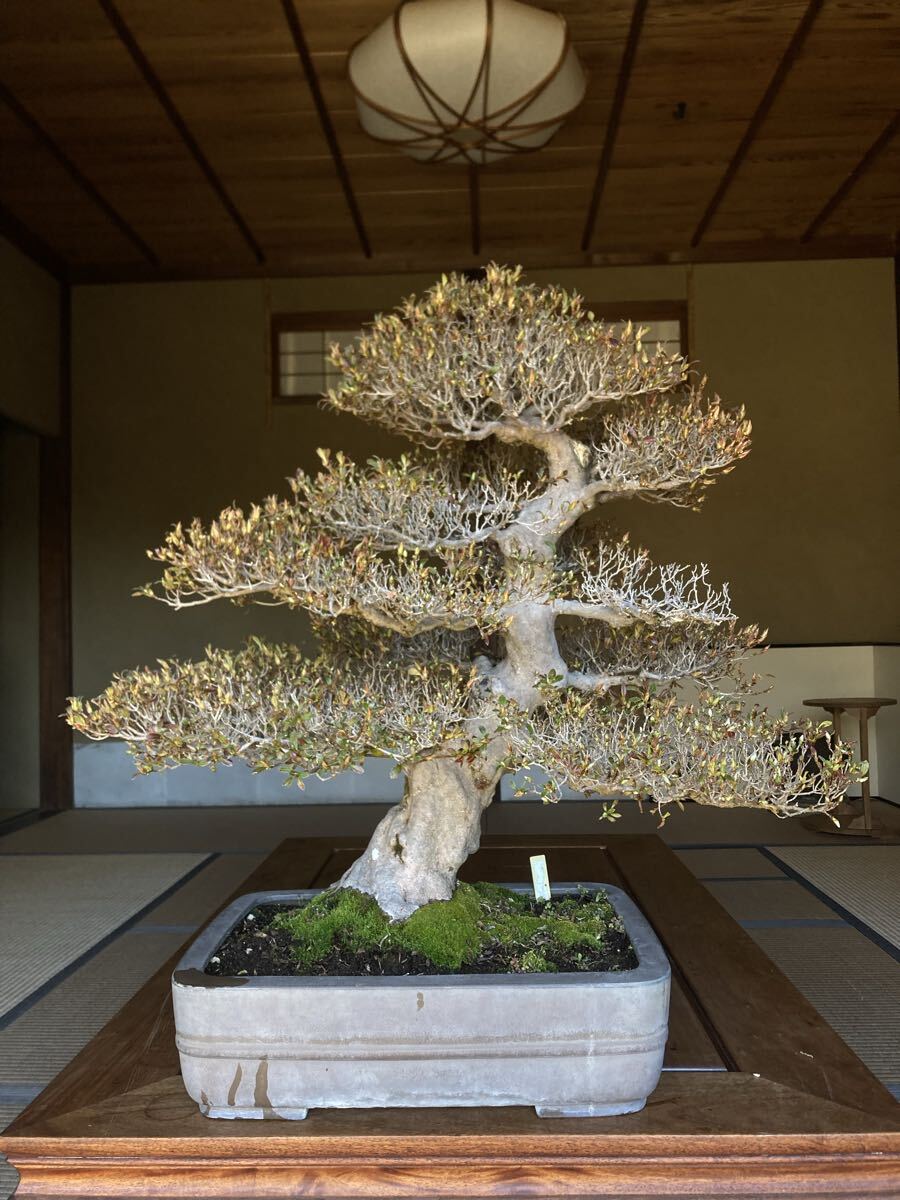 皐月(さつき)：如峰山】 樹高41㎝ 中品盆栽 サツキ盆栽 模様木 大樹の