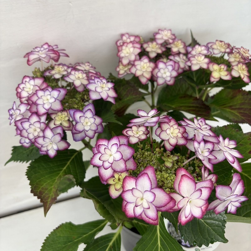 希少紫陽花くるくる2種寄せ植えレアあじさい開花5号鉢ブルー。パープル