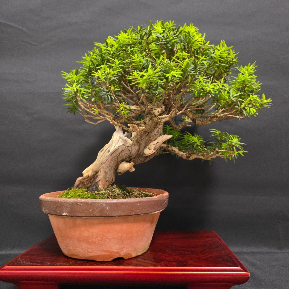 盆栽 樹高105cm 公式通販 五葉松 皐月販売 ヤマカ園芸, : 引取限定※ の