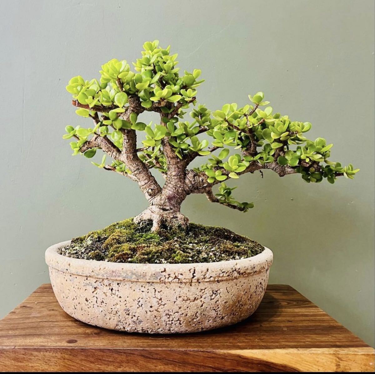 オリーブ 古木 盆栽 オリーブの木 鉢植え 小豆島 // 観葉植物 多肉植物