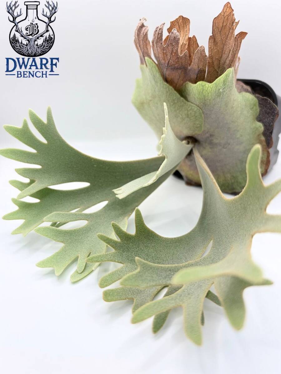 新品】P.willinckii wild bogor ウィリンキー ビカクシダ コウモリラン