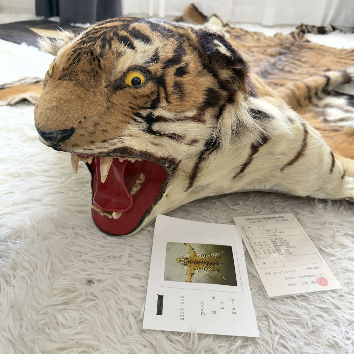 やや傷や汚れあり】虎/トラ 剥製/はく製 敷物 絨毯 全長250cm ツメ有り