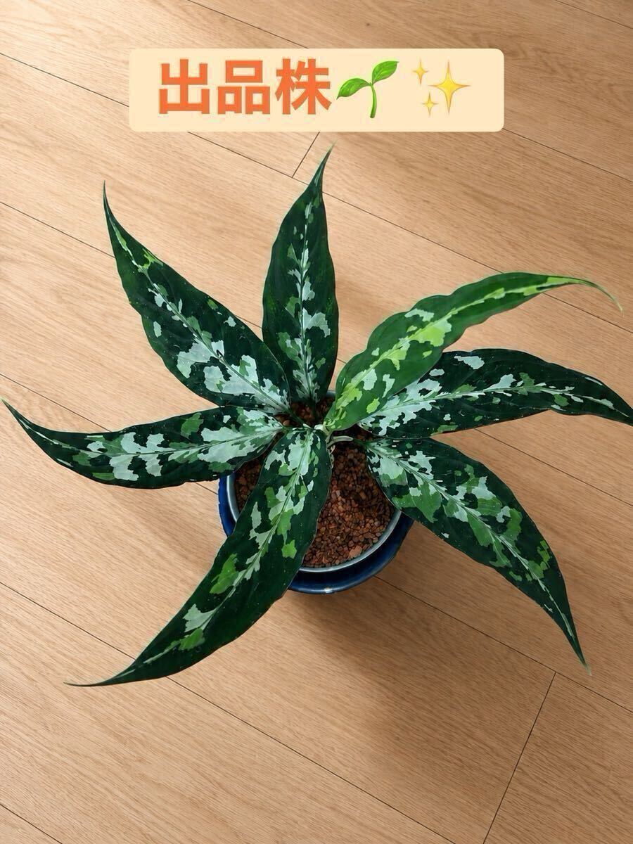 ネームド LA便 Aglaonema pictum A 朧錦Aceh， Sumatera， LA0616-5i