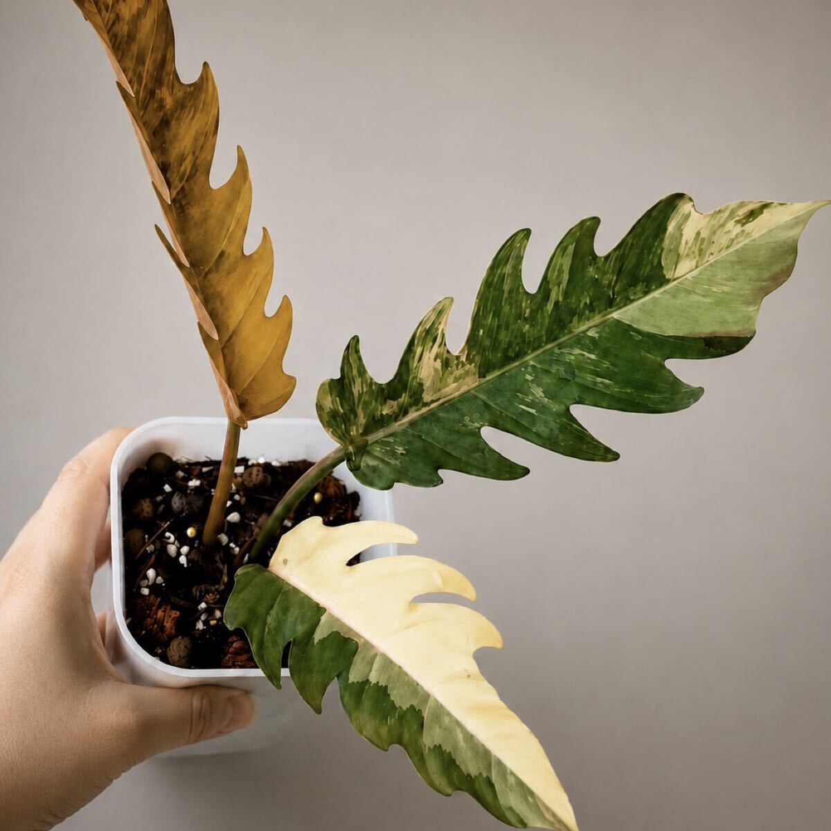 新品】KN フィロデンドロン カローサム（PHILODENDRON CALOSSUM