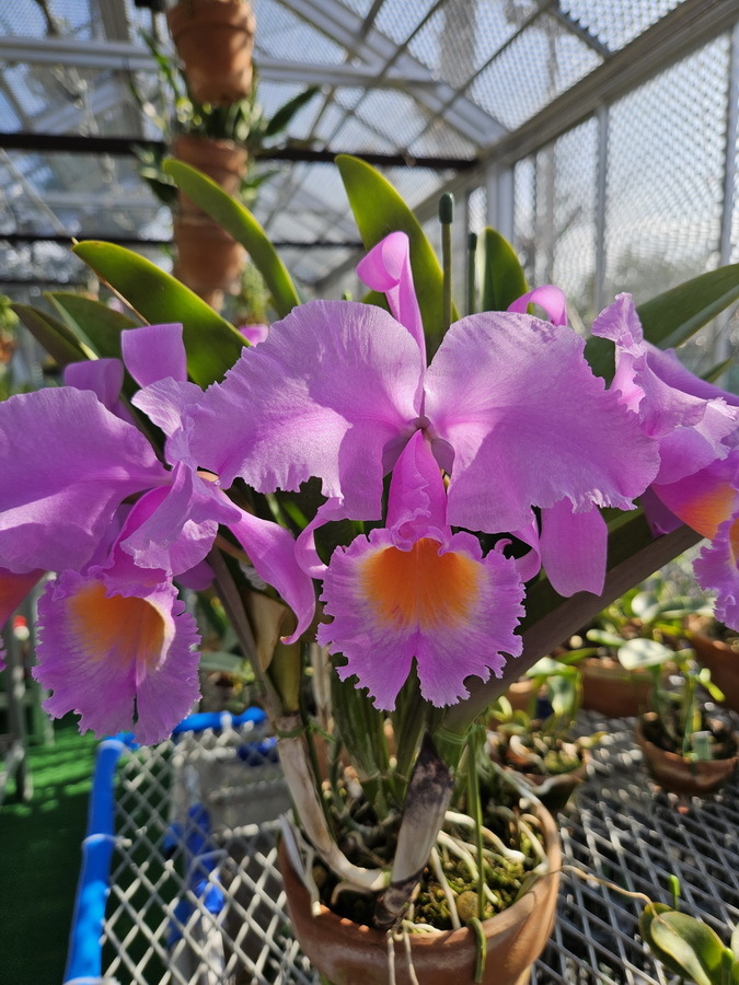 植物】洋蘭カトレア原種 MS-860 C. schroederae 'The Third' HCC/SVCN