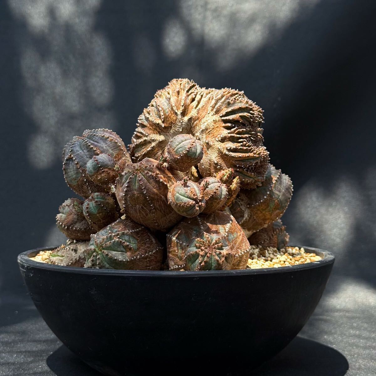 やや傷や汚れあり】③ユーフォルビア・グロボーサ（Euphorbia globosa