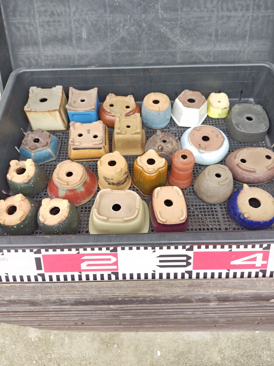 皐月(サツキ):光琳】 小品盆栽 (さつき盆栽) 完成木 大樹の相 枝打ち