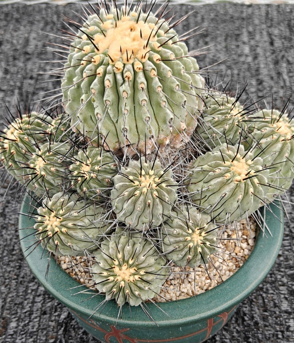 白檀 挿し木 (水切っていたのでしわしわです） 多肉植物 寄せ植え