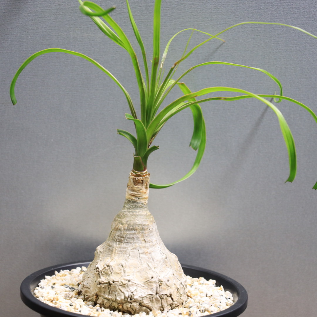 新品】【ボーカルネア】 グラキリス 2.5号 7 PP Beaucarnea gracilis