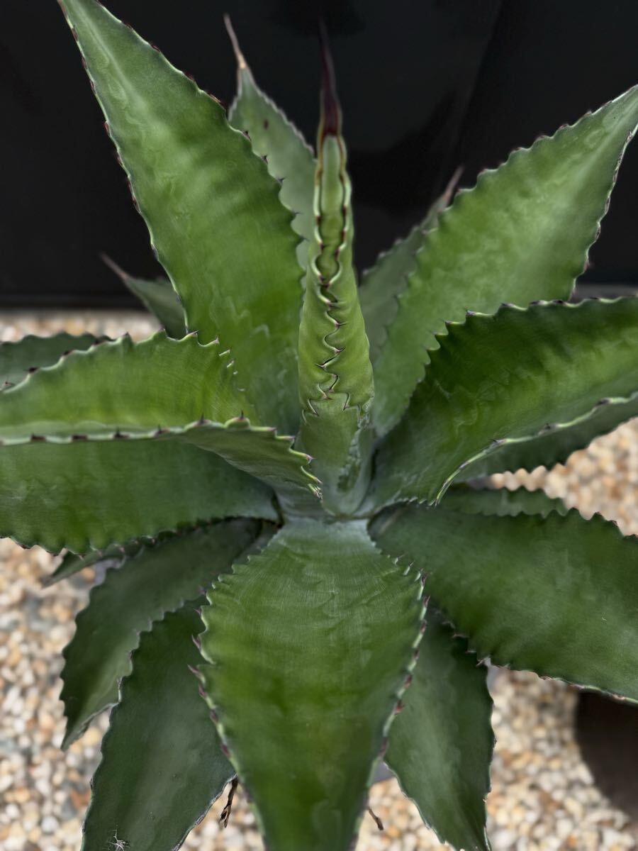 中古】アガベ サルミアナ フェロックス 大株 Agave salmiana v.feroxの