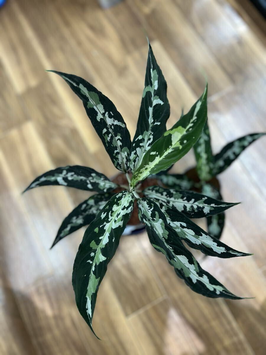 LA便》Aglaonema pictum“天照” Aceh sumatera【LA0318-03R】の落札情報