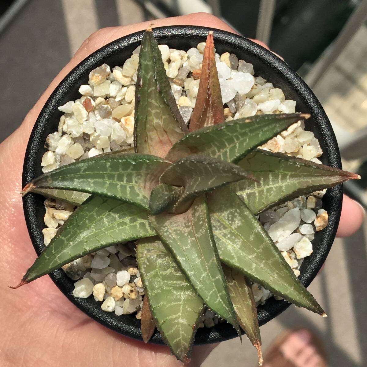 新品】多肉植物 ハオルチア テッセラータ ホワイトフォーム 竜鱗