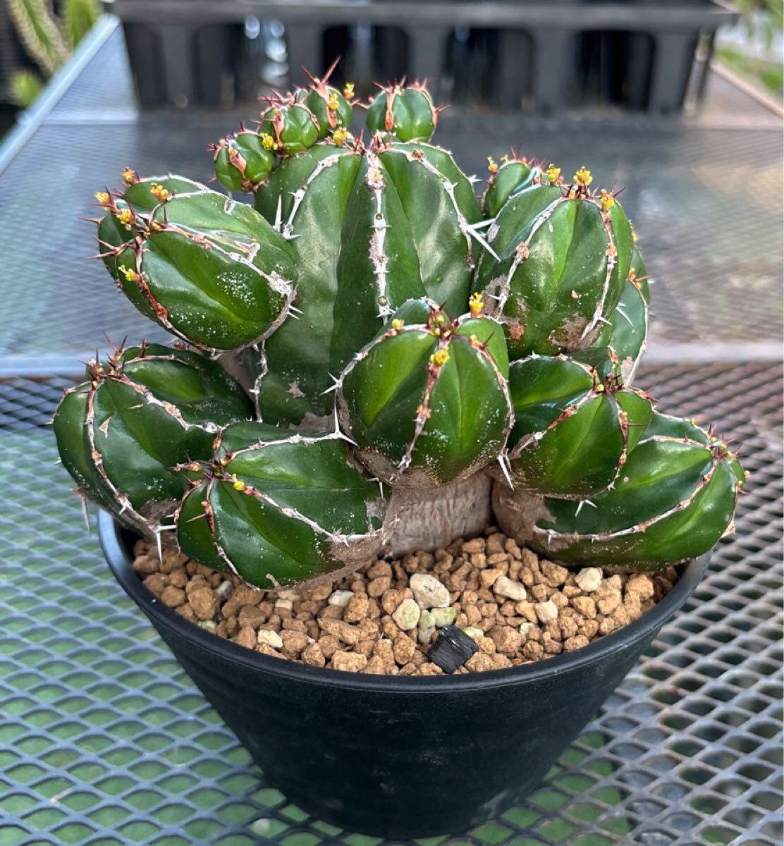 新品】○○○ユーフォルビア ハンディエンシス 大株 Euphorbia