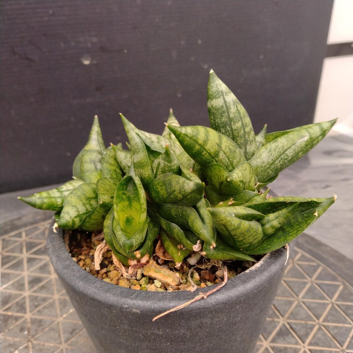 サンスベリア】 Sansevieria sp india tiger blue サンセベリア sp