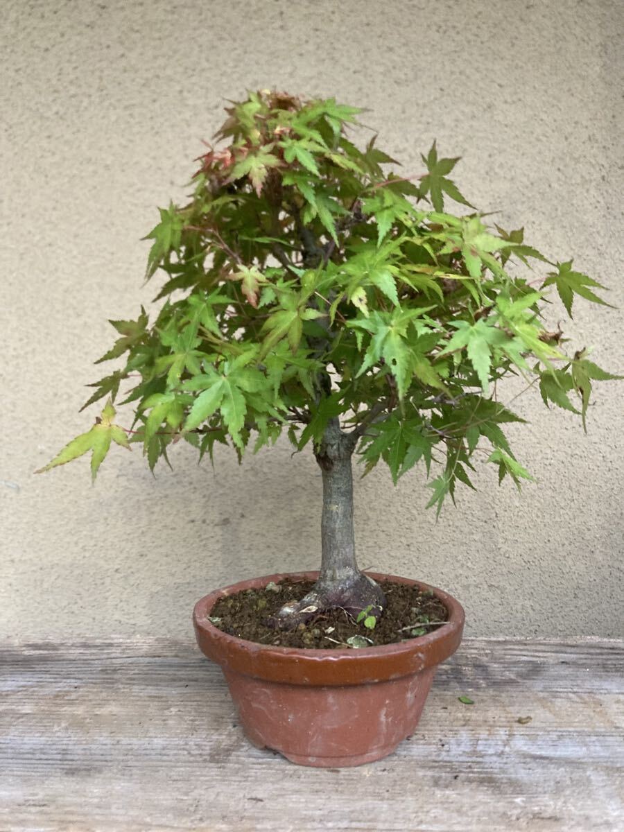 もみじ(清姫)】 紅葉(モミジ) 小品盆栽 箒立ち樹形 繊細な枝ほぐれ