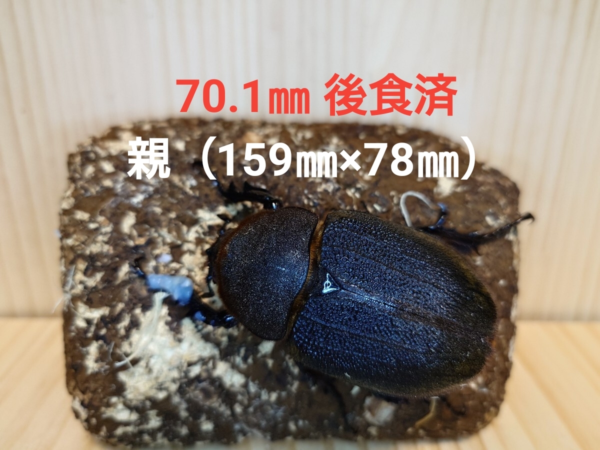 新品】△D.H ヘラクレス 【♂ワイルドからの累代（WF1）×♀（OAKS T
