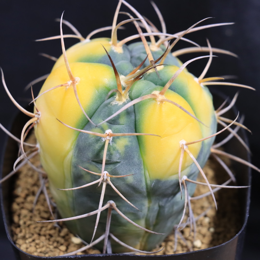 新品】ギムノカリキウム・翠晃冠錦☆子株付き☆Gymnocalycium