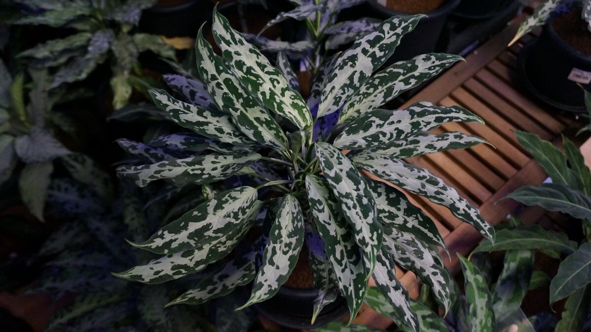 新品】【LA便 ネームド・アグラオネマ】 Aglaonema pictum A “朧錦”の
