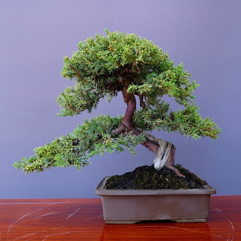 中古】瑞祥模様木中品盆栽 五葉松 松柏 日本 植木の落札情報詳細