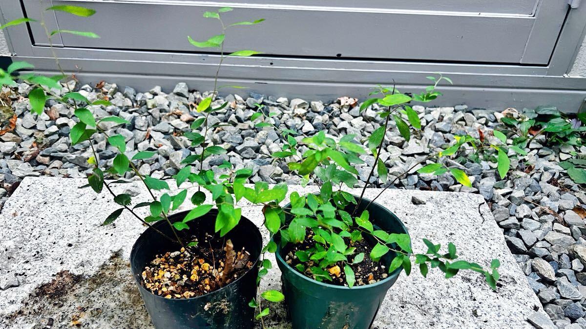 坊屋》雪柳・ユキヤナギ 小品盆栽 □花物盆栽 双幹 美品の落札情報詳細
