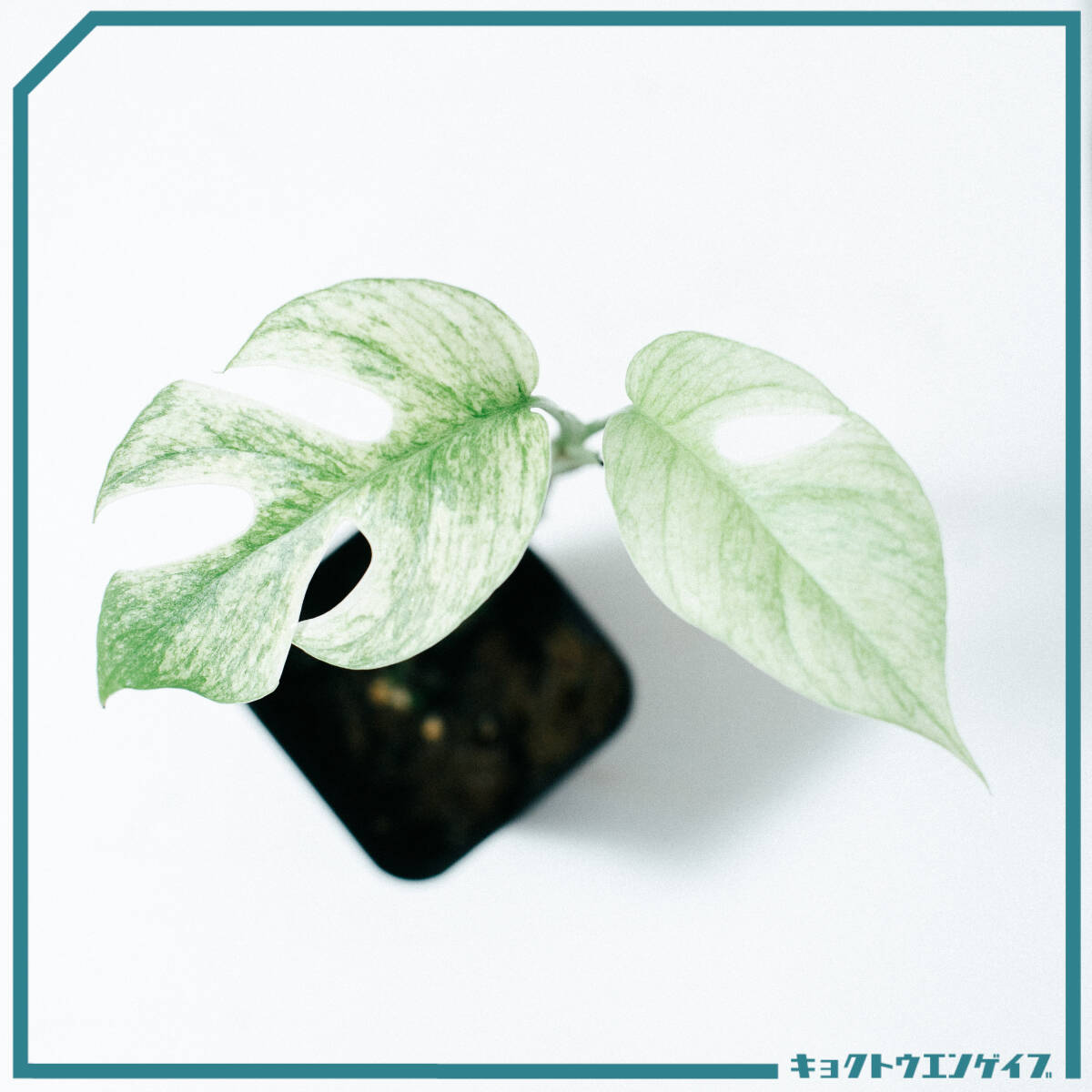 未使用】ヒメモンステラ ミント斑(Rhaphidophora tetrasperma mint