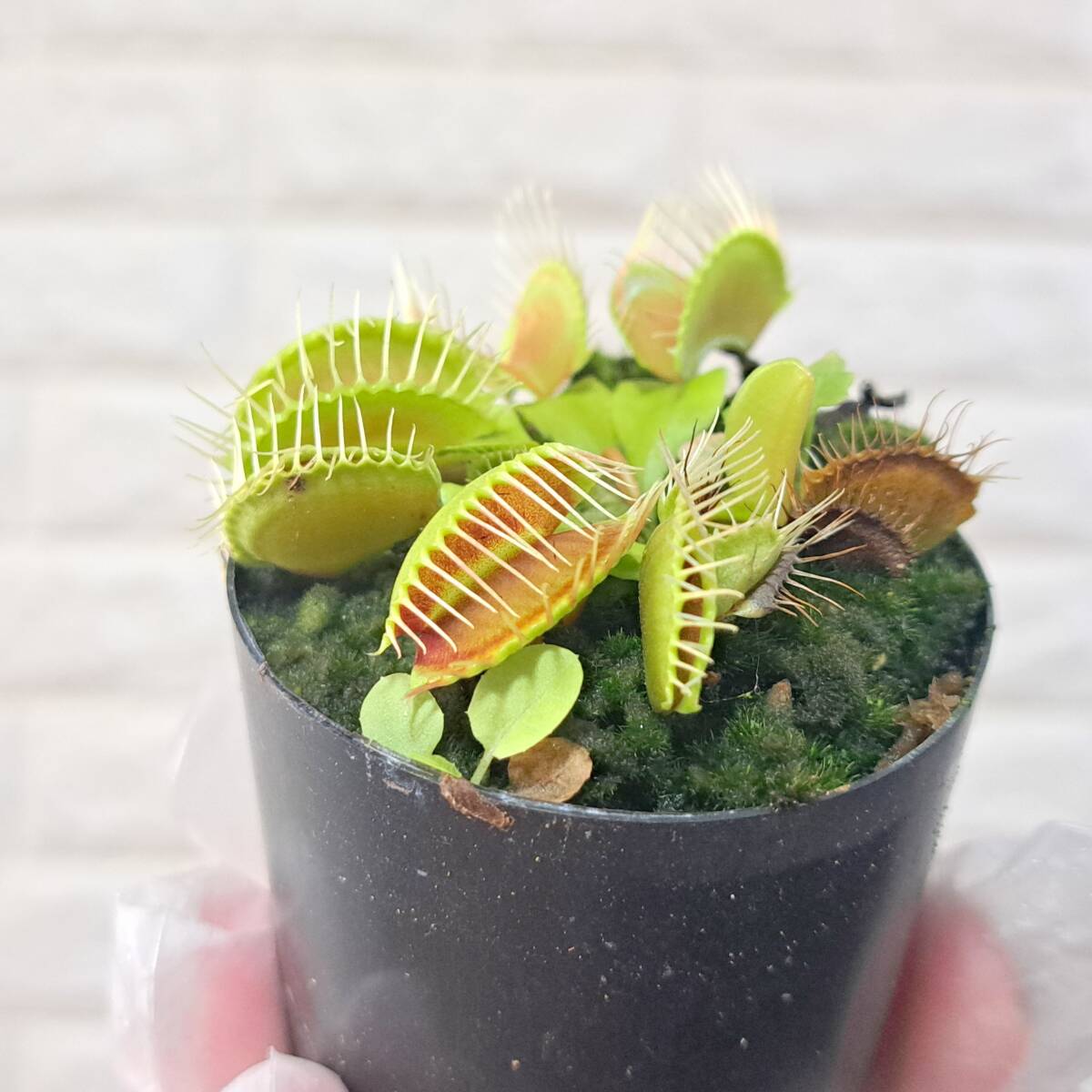 食虫植物 ハエトリソウ GJ Phalanx BCP///Dionaea 園芸品種の落札情報