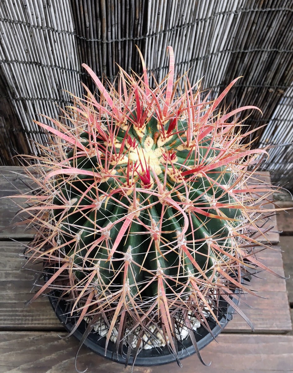 新品】CO☆212 フェロカクタス 天城☆ サボテン 多肉植物の落札情報