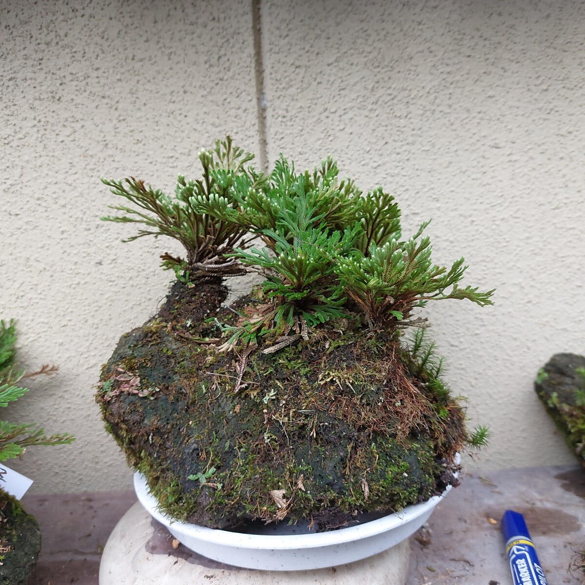 岩松、イワヒバ、寄植え、楕円鉢（400×280×300）の落札情報詳細